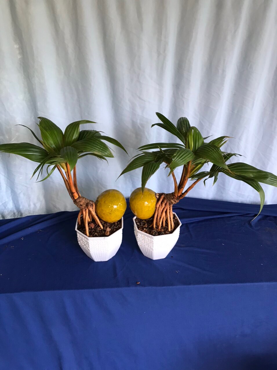 SẢN PHẨM TỪ DỪA